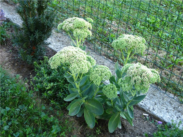 Sedum Herbstfreude